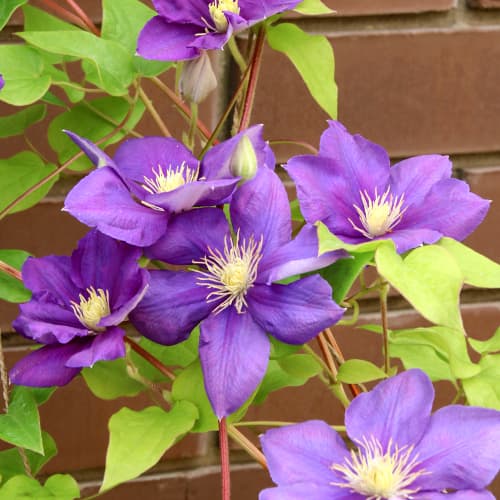 Clematis Kaczynski interface.art Bild 1 Clematis Kaczynski interface.image 1 interface.art 5875