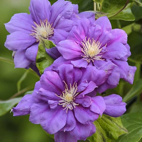 Clematis Krolowa Bona, С2 interface.art Bild 1 Clematis Krolowa Bona, С2 interface.image 1 interface.art 5482