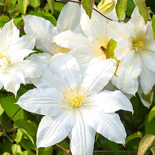 Clematis Lemon Chiffo, P9 interface.image 1 interface.art 4120