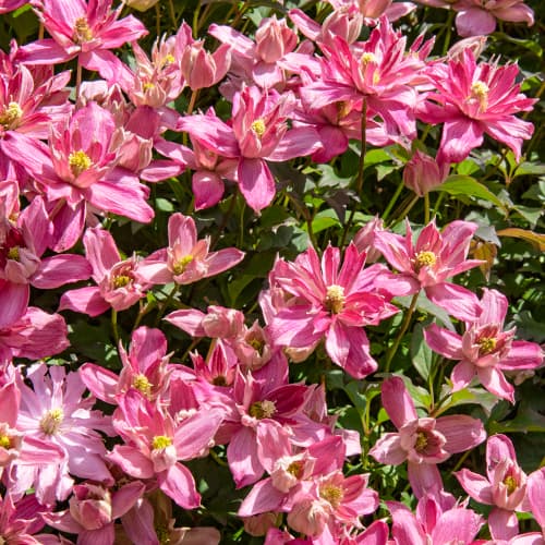 Clematis Montana Broughton Star, P9 interface.art Bild 1 Clematis Montana Broughton Star, P9 interface.image 1 interface.art 5652