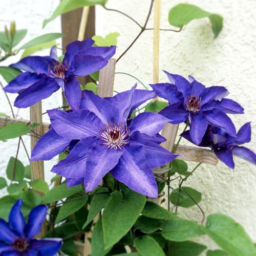 Clematis President, P9 interface.art Bild 1 Clematis President, P9 interface.image 1 interface.art 9056