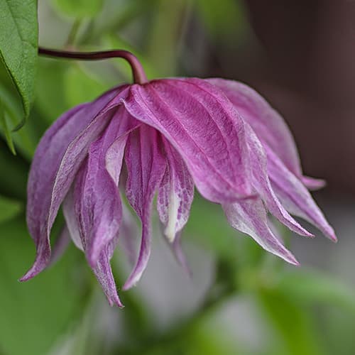 Clematis Purple Dream, С2 interface.art Bild 1 Clematis Purple Dream, С2 interface.image 1 interface.art 7762