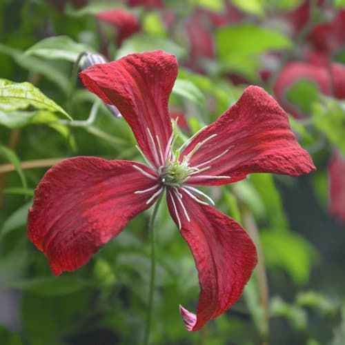 Clematis Strawberry Fields, С2 interface.image 1 interface.art 7764