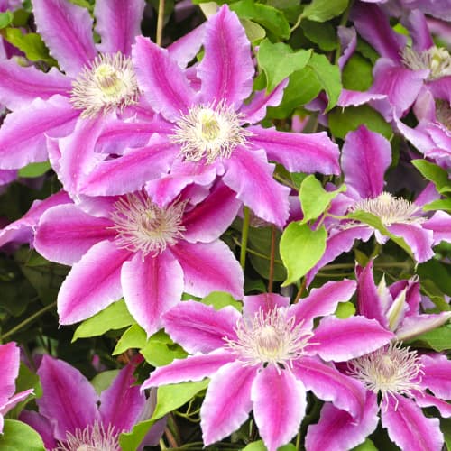 Clematis Tudor, P9 interface.art Bild 1 Clematis Tudor, P9 interface.image 1 interface.art 9058