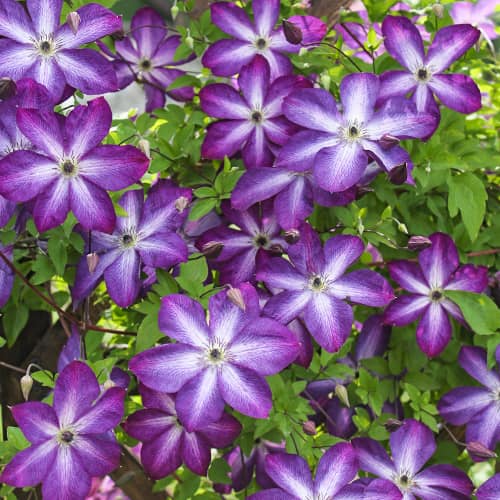 Clematis Venosa Violacea, Р9 interface.image 1 interface.art 9664