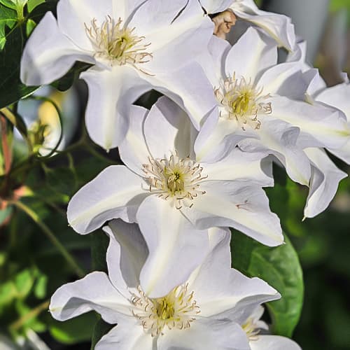 Clematis Yukikomachi, Р9 interface.image 1 interface.art 9665