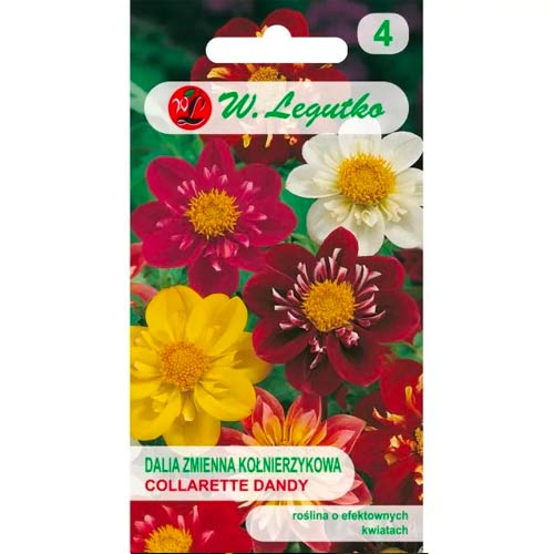 Dahlie Collarette Dandy mischung Legutko interface.image 1 interface.art 69580