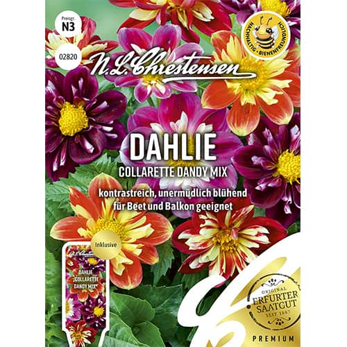 Dahlie Collarette Dandy Mix interface.art Bild 1 Dahlie Collarette Dandy Mix interface.image 1 interface.art 87806