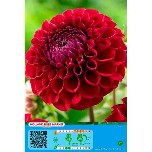 Dahlie Dark Spirit interface.art Bild 1 Dahlie Dark Spirit interface.image 1 interface.art 76414