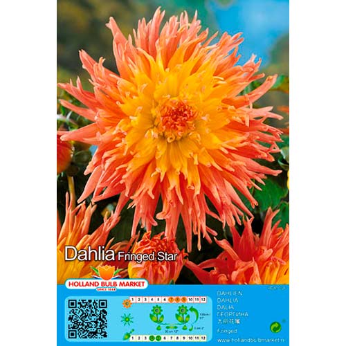 Dahlie Fringed Star interface.art Bild 1 Dahlie Fringed Star interface.image 1 interface.art 76417