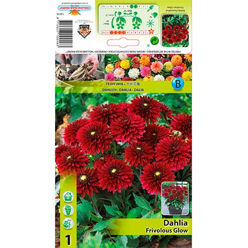 Dahlie Frivolous Glow interface.art Bild 1 Dahlie Frivolous Glow interface.image 1 interface.art 70372