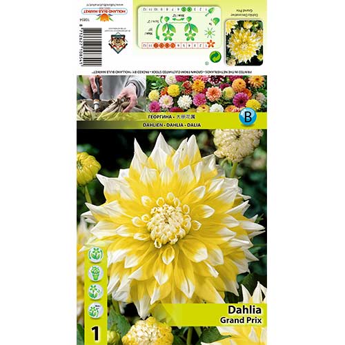 Dahlie Grand Prix interface.image 1 interface.art 70373