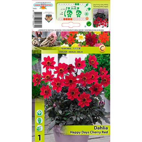 Dahlie Happy Days Cherry Red interface.image 1 interface.art 76210