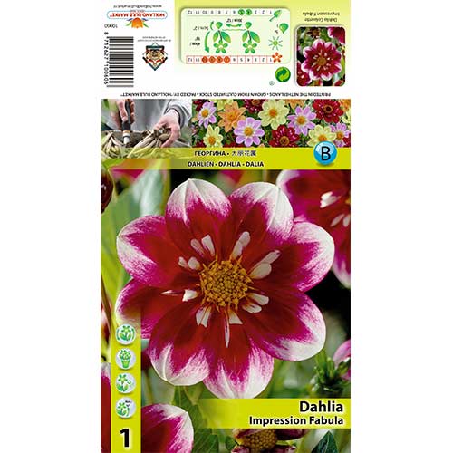 Dahlie Impression Fabula interface.art Bild 1 Dahlie Impression Fabula interface.image 1 interface.art 70376