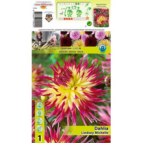 Dahlie Lindsay Michelle interface.art Bild 1 Dahlie Lindsay Michelle interface.image 1 interface.art 70378