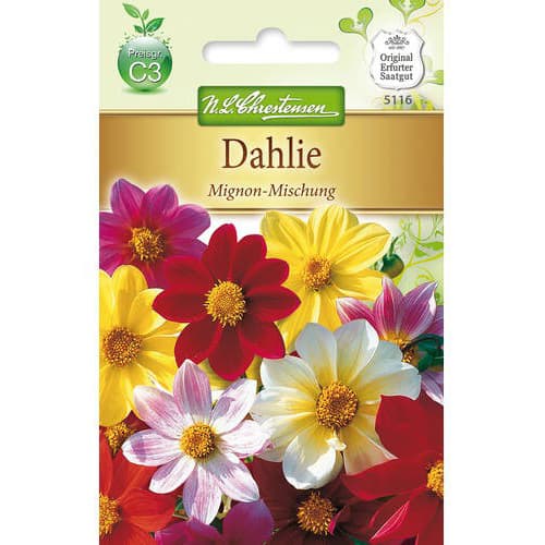 Dahlie Mignon Mischung interface.image 1 interface.art 78907