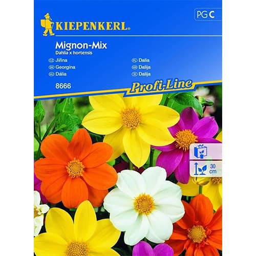 Dahlie Mignon - Mischung interface.image 1 interface.art 96525