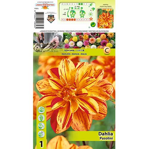 Dahlie Pasolini interface.art Bild 1 Dahlie Pasolini interface.image 1 interface.art 70380