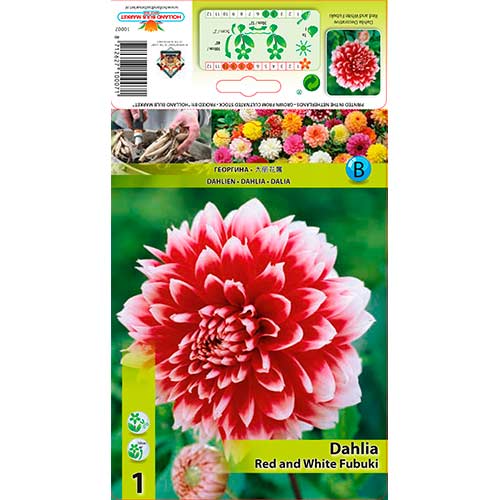 Dahlie Red and White Fubuki interface.image 1 interface.art 76220