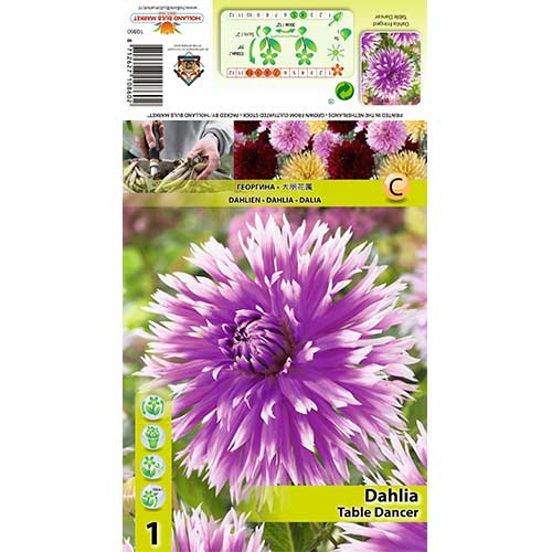 Dahlie Table dancer interface.art Bild 1 Dahlie Table dancer interface.image 1 interface.art 70382