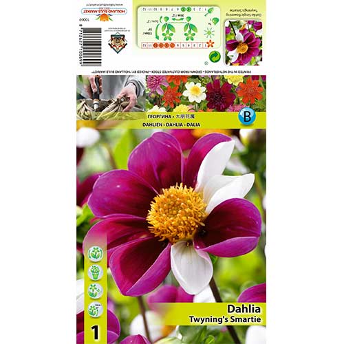 Dahlie Twyning‘s Smartie interface.art Bild 1 Dahlie Twyning‘s Smartie interface.image 1 interface.art 70383