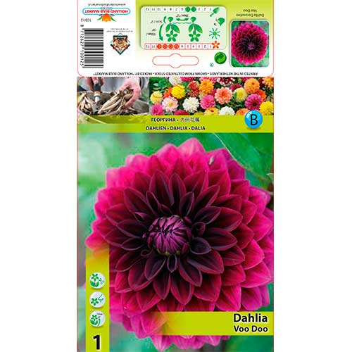 Dahlie Voo Doo interface.art Bild 1 Dahlie Voo Doo interface.image 1 interface.art 76561