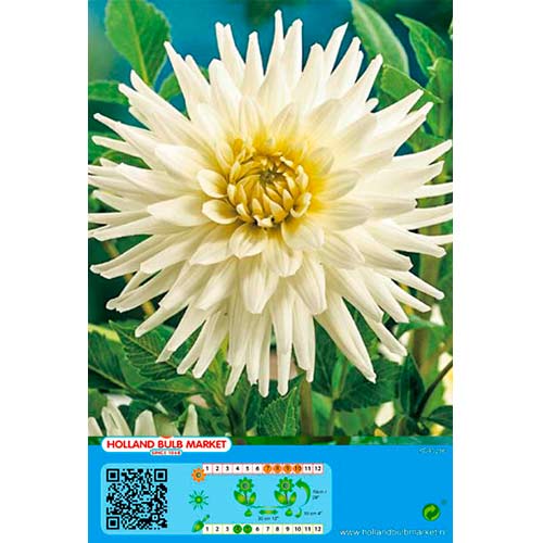 Dahlie White Star interface.art Bild 1 Dahlie White Star interface.image 1 interface.art 76430