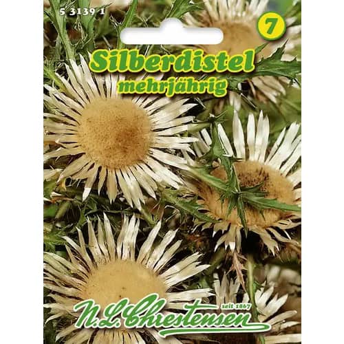 Silberdistel Chrestensen interface.art Bild 1 Silberdistel Chrestensen interface.image 1 interface.art 96408