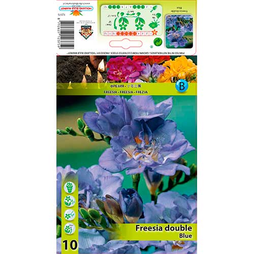 Doppelte Freesie blau interface.image 1 interface.art 76234