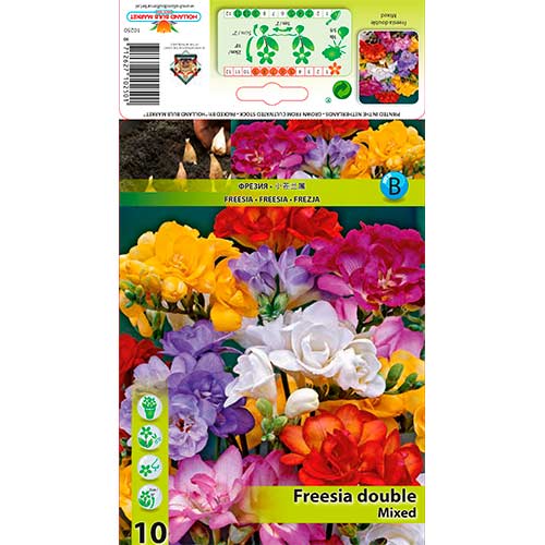 Doppelte Freesie, farbmischung interface.art Bild 1 Doppelte Freesie, farbmischung interface.image 1 interface.art 76235