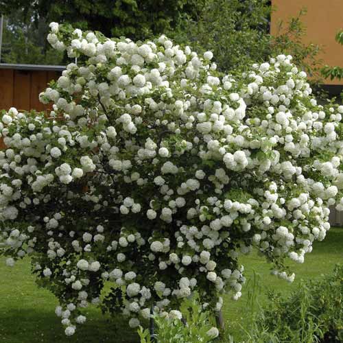 Echter Schneeball Roseum, C3 interface.art Bild 1 Echter Schneeball Roseum, C3 interface.image 1 interface.art 8585