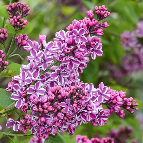 Edelflieder Sensation interface.image 1 interface.art 9095