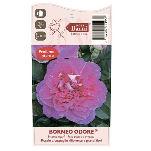Edelrose Rosa Borneo Odore®, C5 interface.image 4 interface.art 6157