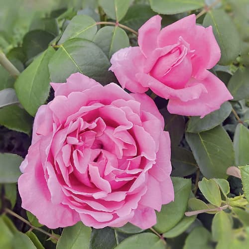 Edelrose Rosa Enrico Caruso®, C5 interface.art Bild 1 Edelrose Rosa Enrico Caruso®, C5 interface.image 1 interface.art 5443