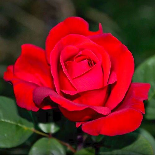 Edelrose Rosa Fulgurante, C3 interface.art Bild 1 Edelrose Rosa Fulgurante, C3 interface.image 1 interface.art 6133