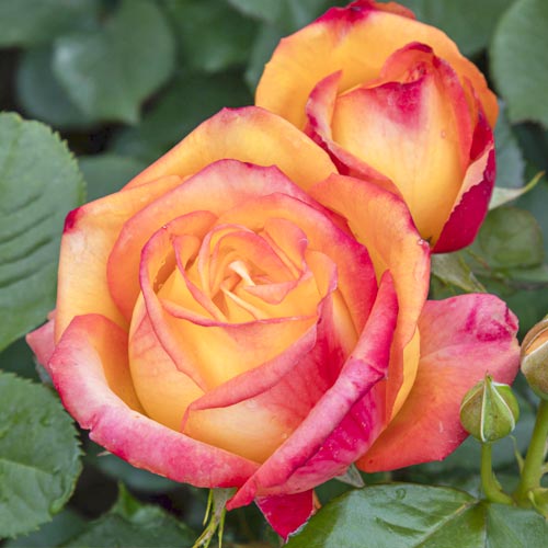 Edelrose Rosa Girandola®, C5 interface.art Bild 2 Edelrose Rosa Girandola®, C5 interface.image 2 interface.art 6152