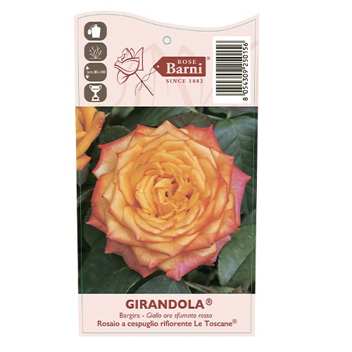 Edelrose Rosa Girandola®, C5 interface.art Bild 4 Edelrose Rosa Girandola®, C5 interface.image 4 interface.art 6152