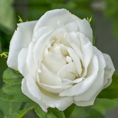 Edelrose Rosa Mount Shasta, root ball interface.image 1 interface.art 6132