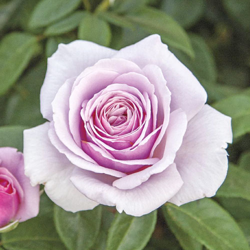 Edelrose Rosa Pacific Blue®, C5 interface.image 1 interface.art 6161