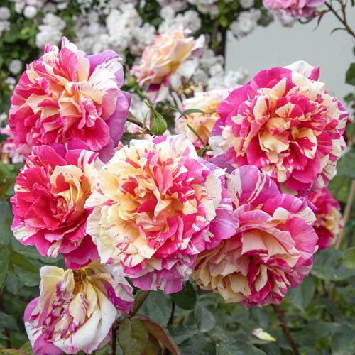 Edelrose Rosa Rosita Missoni®, C5 interface.image 2 interface.art 6163