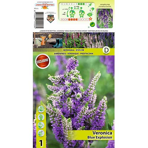 Ehrenpreis Blue Explosion interface.image 1 interface.art 70453