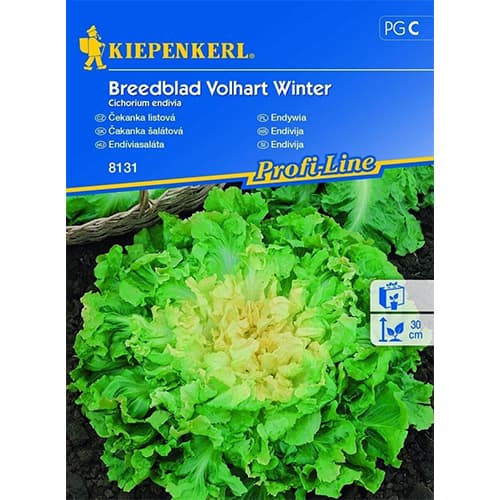 Endivie Breedblad Volhart Winter interface.image 1 interface.art 96612