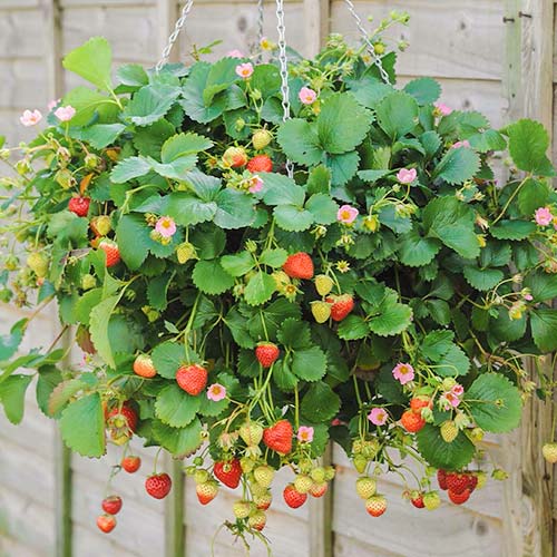 Erdbeere wiederholt interface.art Bild 1 Erdbeere wiederholt interface.image 1 interface.art 5393