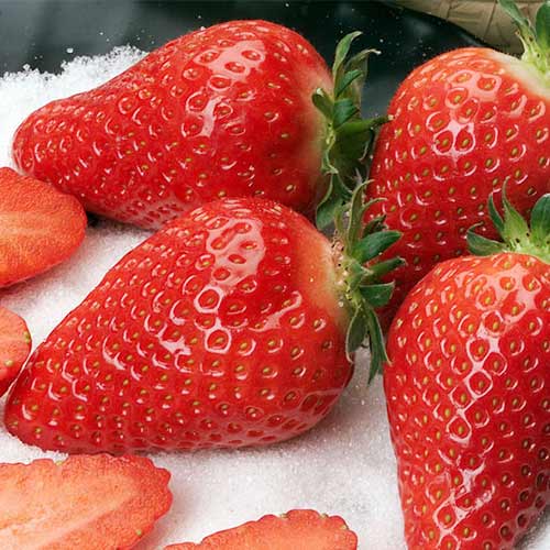 Erdbeeren Alba interface.image 1 interface.art 5391