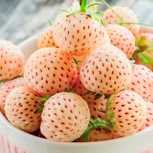 Erdbeeren Ananas interface.art Bild 1 Erdbeeren Ananas interface.image 1 interface.art 5192