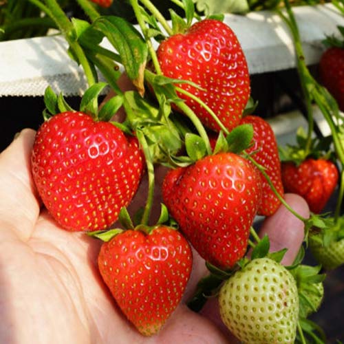 Erdbeeren Daroyal interface.image 1 interface.art 5396