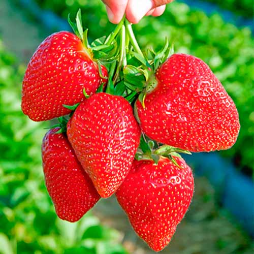 Erdbeeren Darselect interface.image 1 interface.art 5397