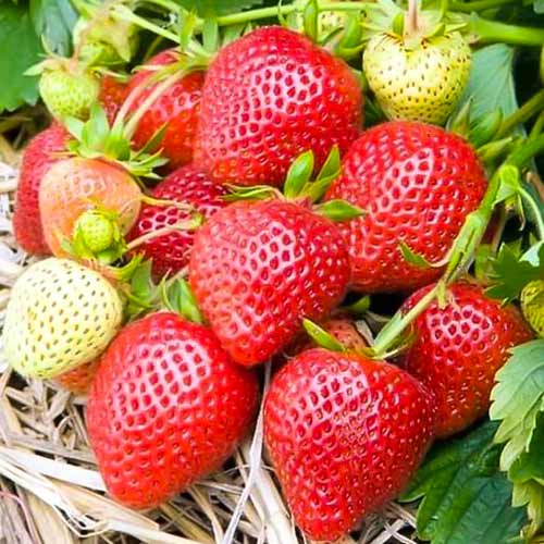 Erdbeeren Elianny interface.image 1 interface.art 5398