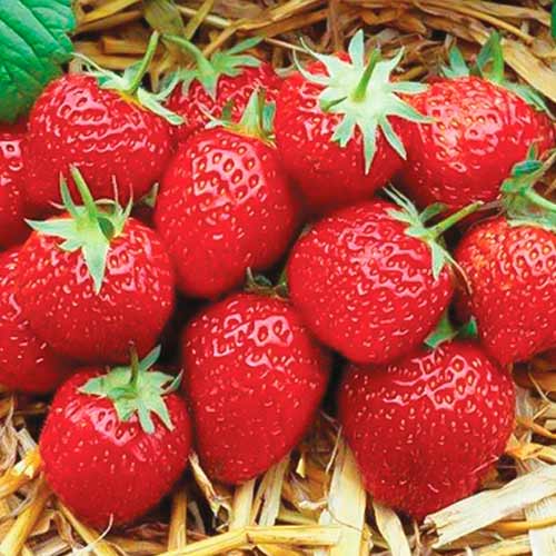 Erdbeeren Elsanta interface.image 1 interface.art 5399