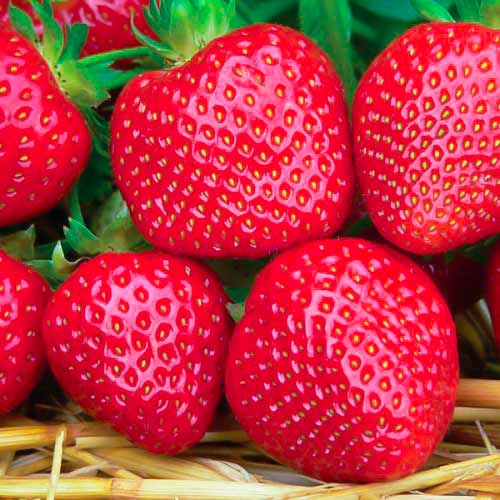 Erdbeeren Fenella interface.art Bild 1 Erdbeeren Fenella interface.image 1 interface.art 5194